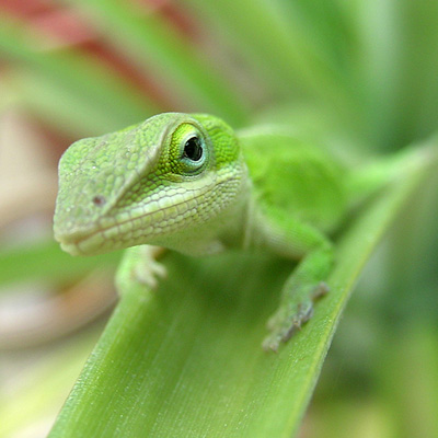 green anole piece