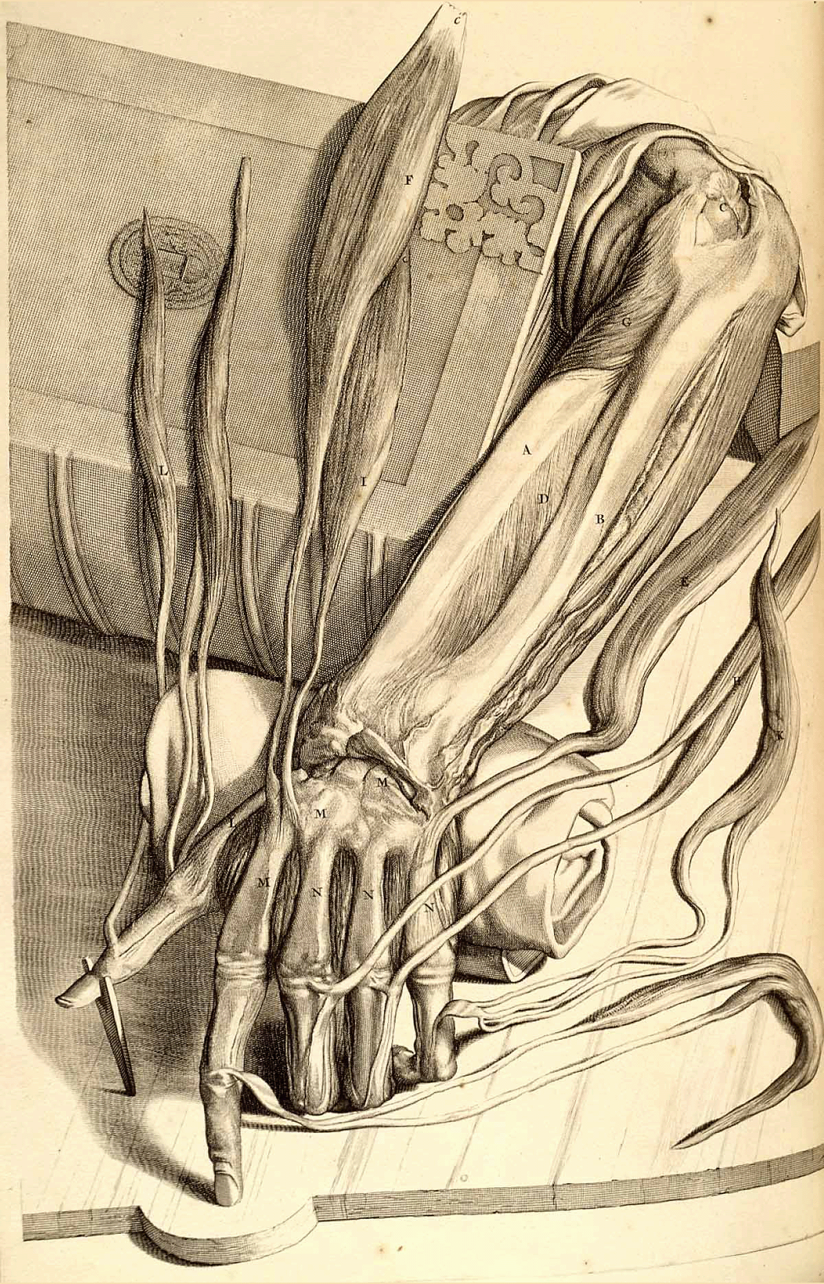 1685 Anatomia humani corporis - Govard Bidloo - (Анатомия тела