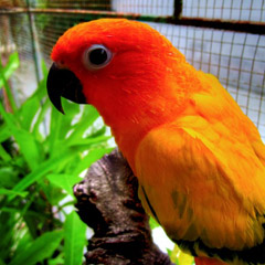 sun conure